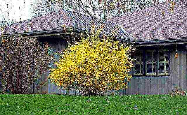 forsythia in the urals planting and care in the open