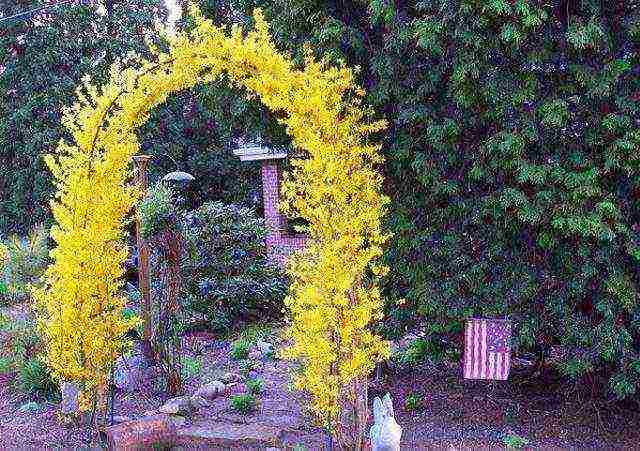 forsythia ใน urals ปลูกและดูแลในที่โล่ง