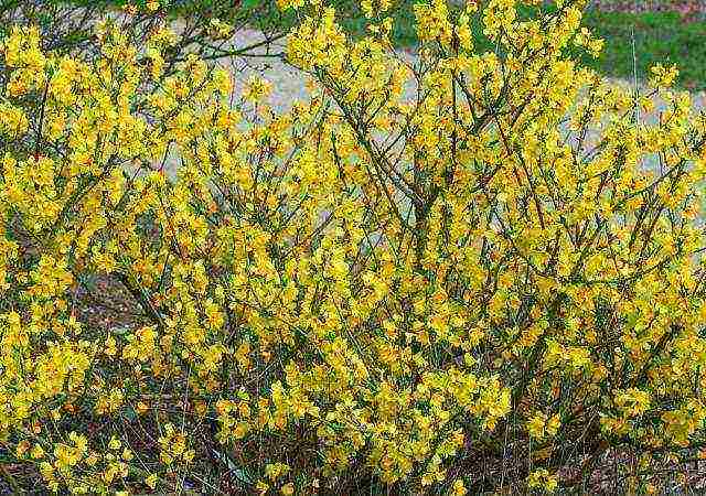 forsythia in the urals planting and care in the open