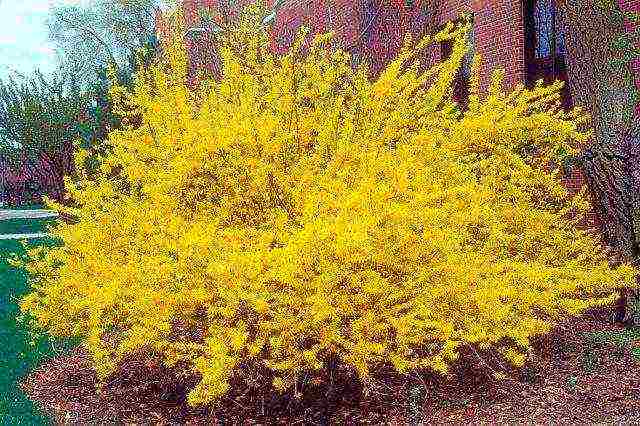 forsythia ใน urals ปลูกและดูแลในที่โล่ง