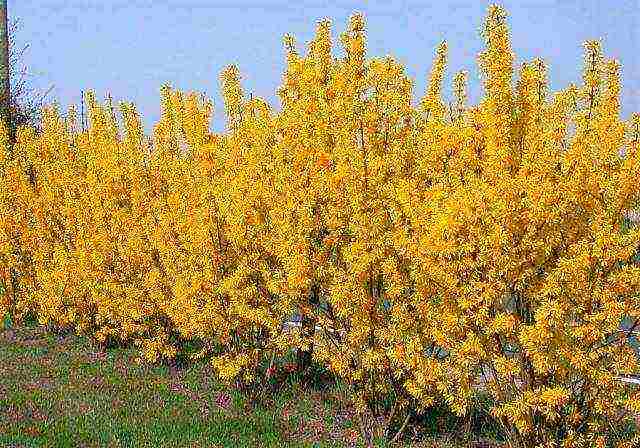 forsythia ใน urals ปลูกและดูแลในที่โล่ง