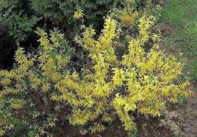 forsythia ใน urals ปลูกและดูแลในที่โล่ง