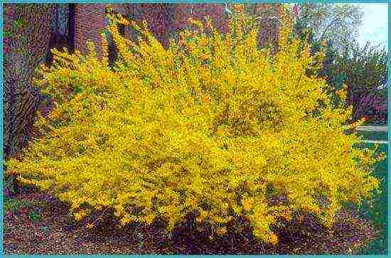 forsythia ใน urals ปลูกและดูแลในที่โล่ง