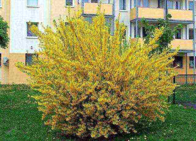 forsythia ใน urals ปลูกและดูแลในที่โล่ง