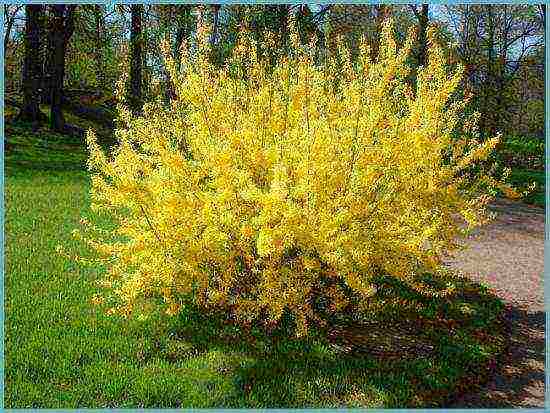 forsythia ใน urals ปลูกและดูแลในที่โล่ง