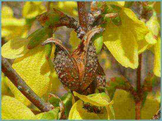 forsythia in the urals planting and care in the open