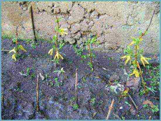 forsythia in the urals planting and care in the open