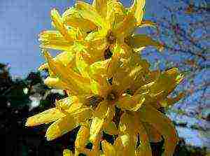 forsythia planting and grooming outdoors for beginners