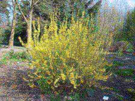 forsythia planting and grooming outdoors for beginners