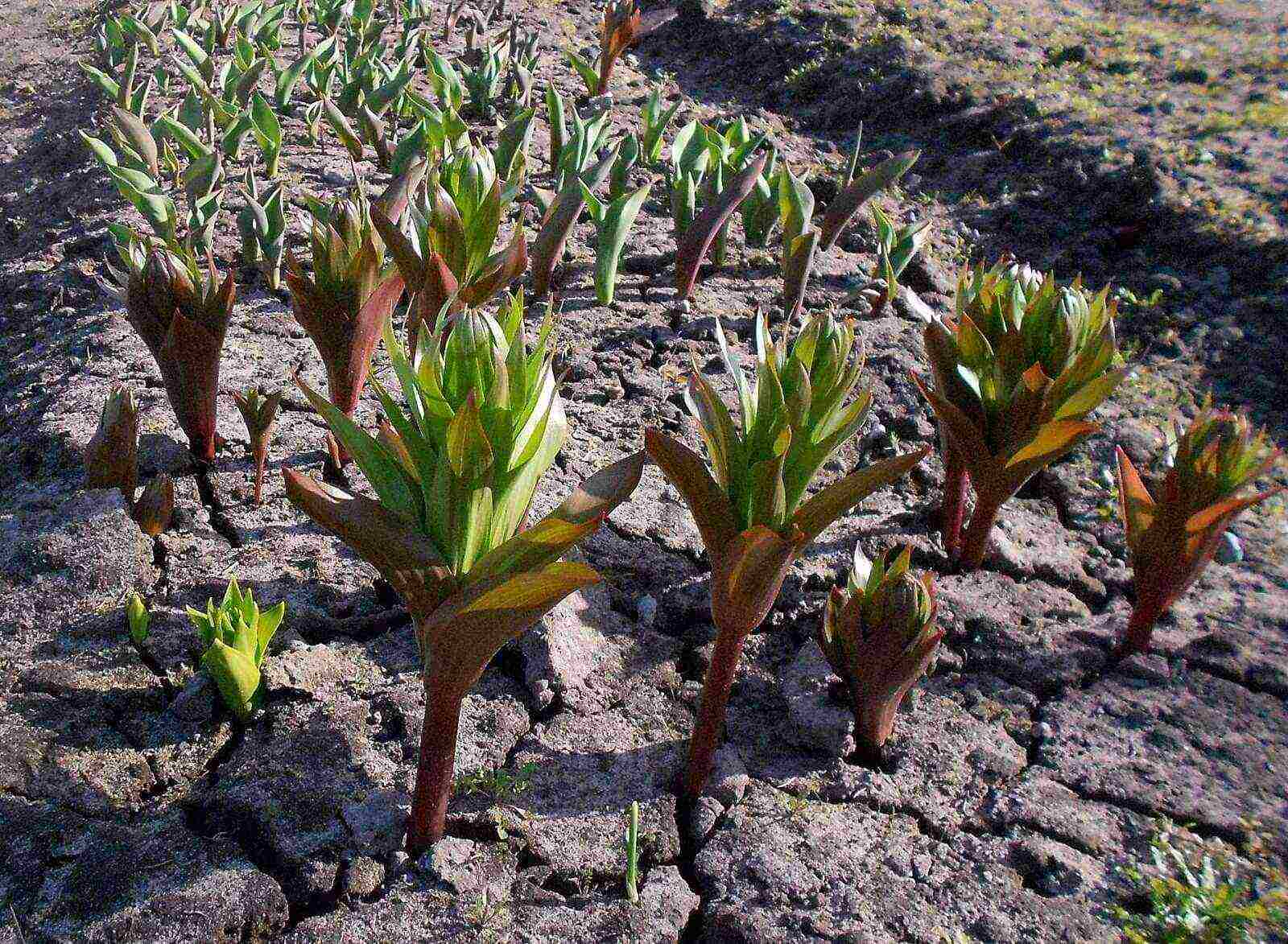 fritillaria aurora planting and care in the open field