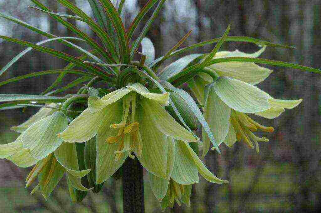 fritillaria aurora ปลูกและดูแลในทุ่งโล่ง