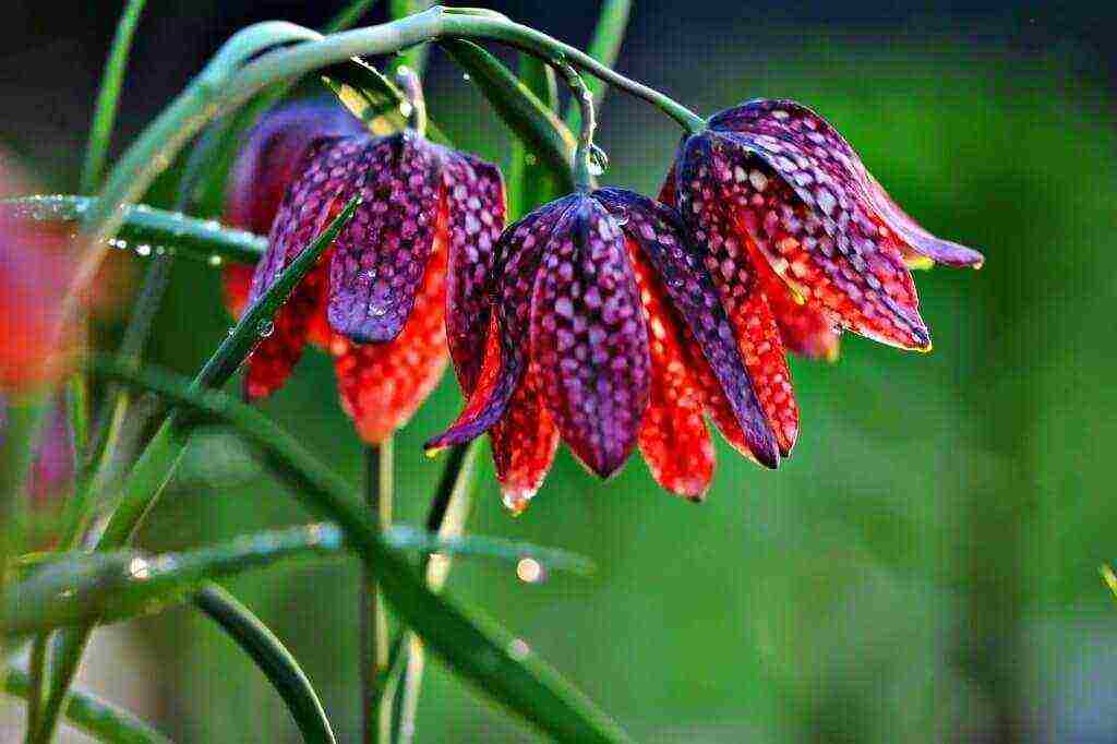 fritillaria aurora ปลูกและดูแลในทุ่งโล่ง