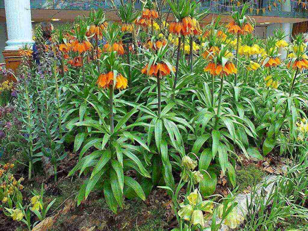 fritillaria aurora ปลูกและดูแลในทุ่งโล่ง