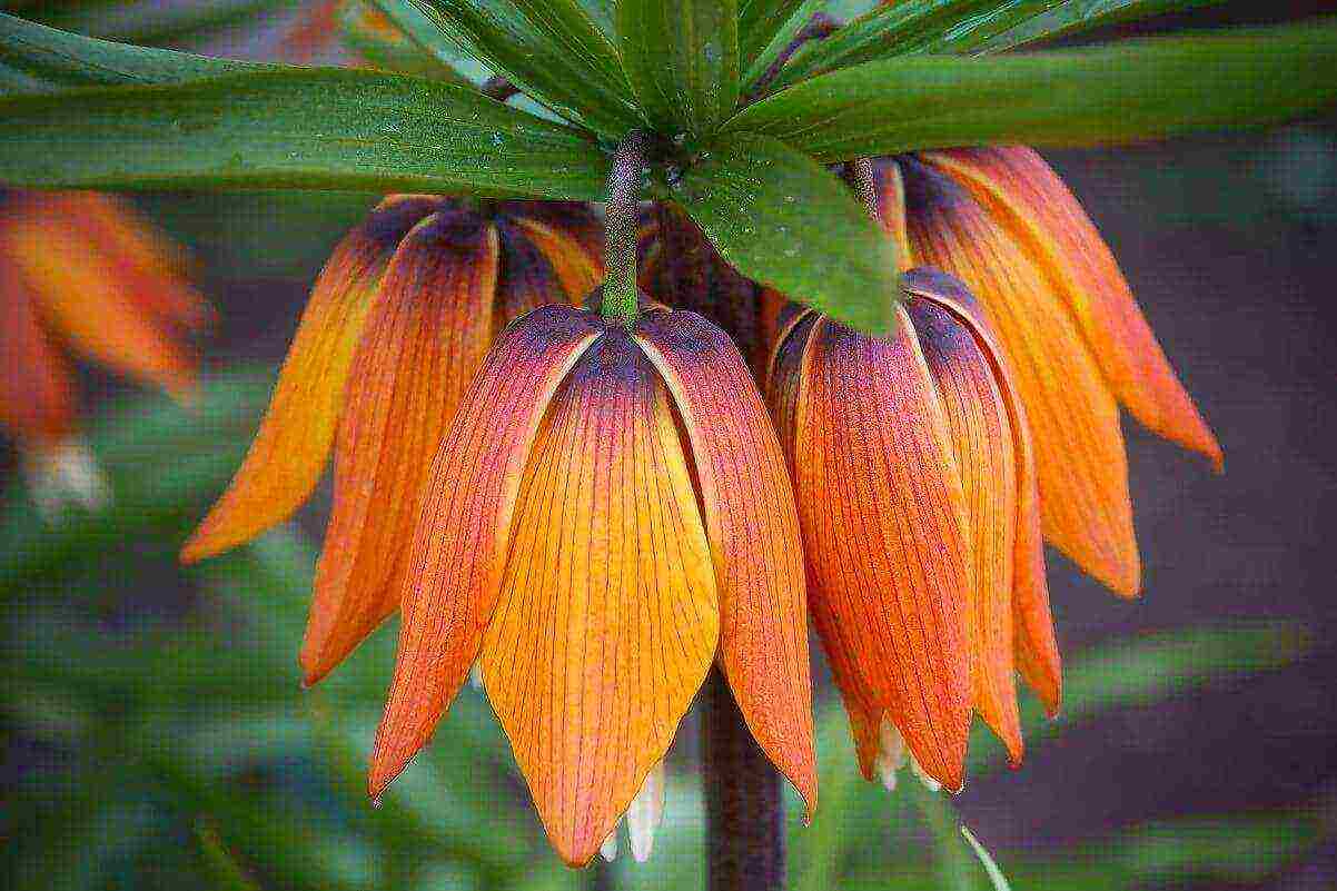 fritillaria aurora ปลูกและดูแลในทุ่งโล่ง