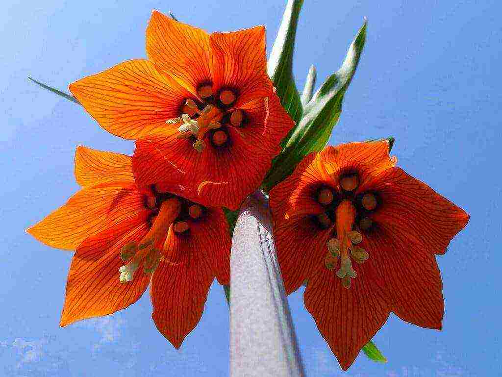 fritillaria aurora ปลูกและดูแลในทุ่งโล่ง