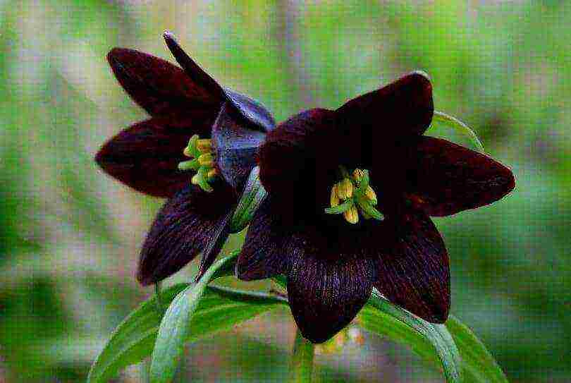 fritillaria aurora ปลูกและดูแลในทุ่งโล่ง