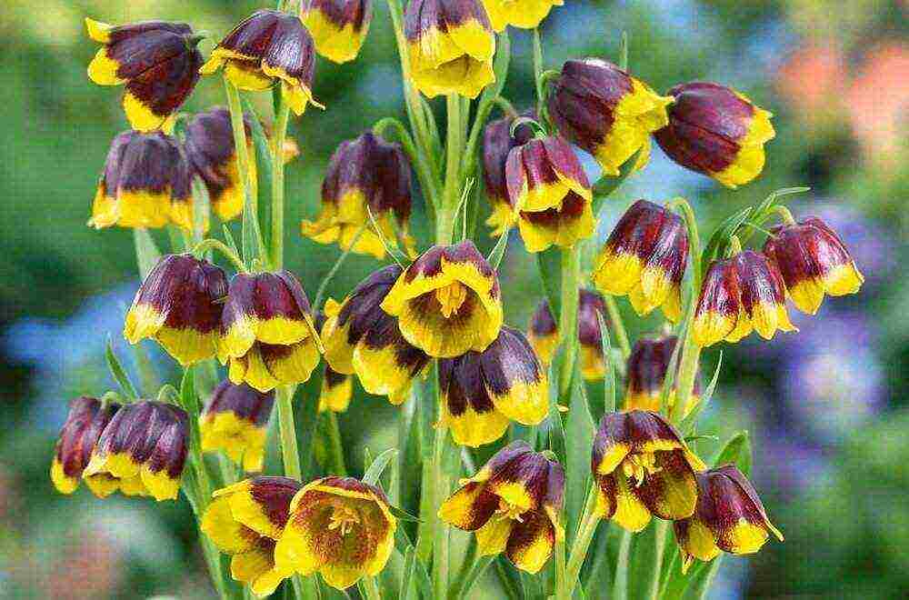 fritillaria aurora ปลูกและดูแลในทุ่งโล่ง