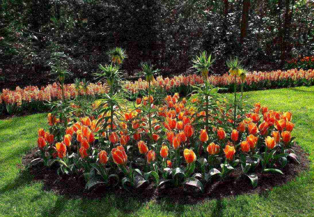 fritillaria aurora planting and care in the open field