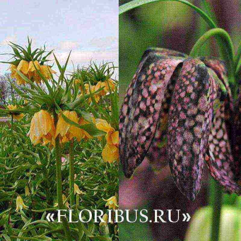 fritillaria aurora planting and care in the open field