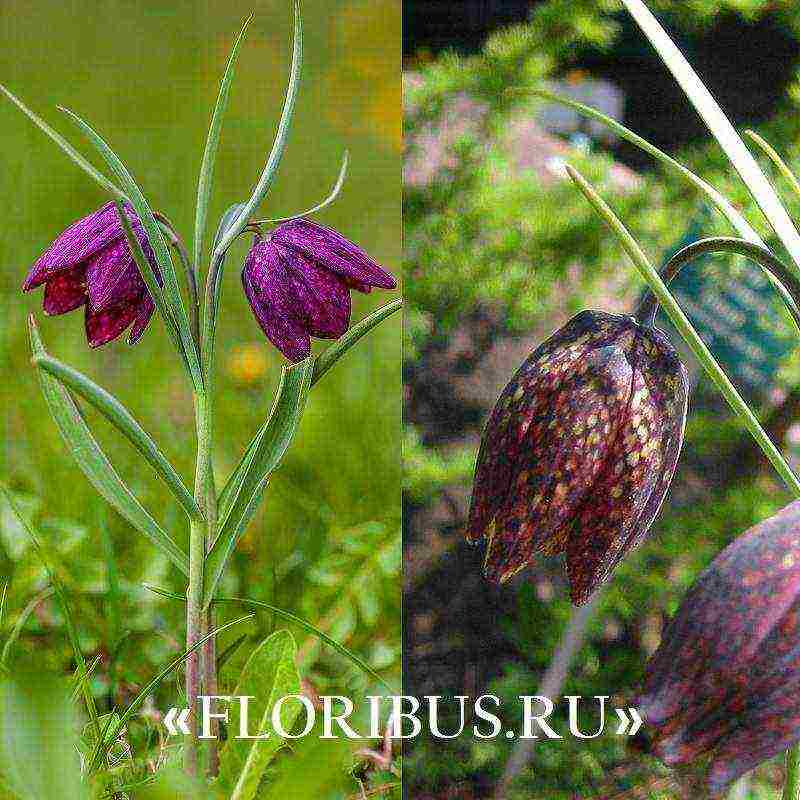 fritillaria aurora ปลูกและดูแลในทุ่งโล่ง