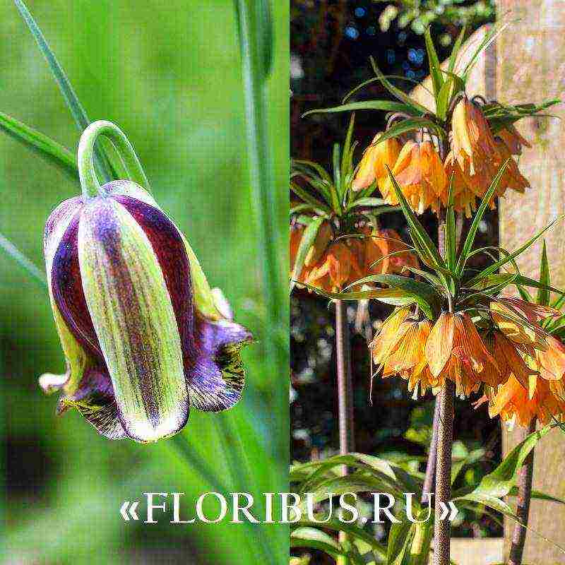 fritillaria aurora planting and care in the open field