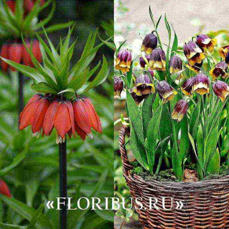 fritillaria aurora planting and care in the open field