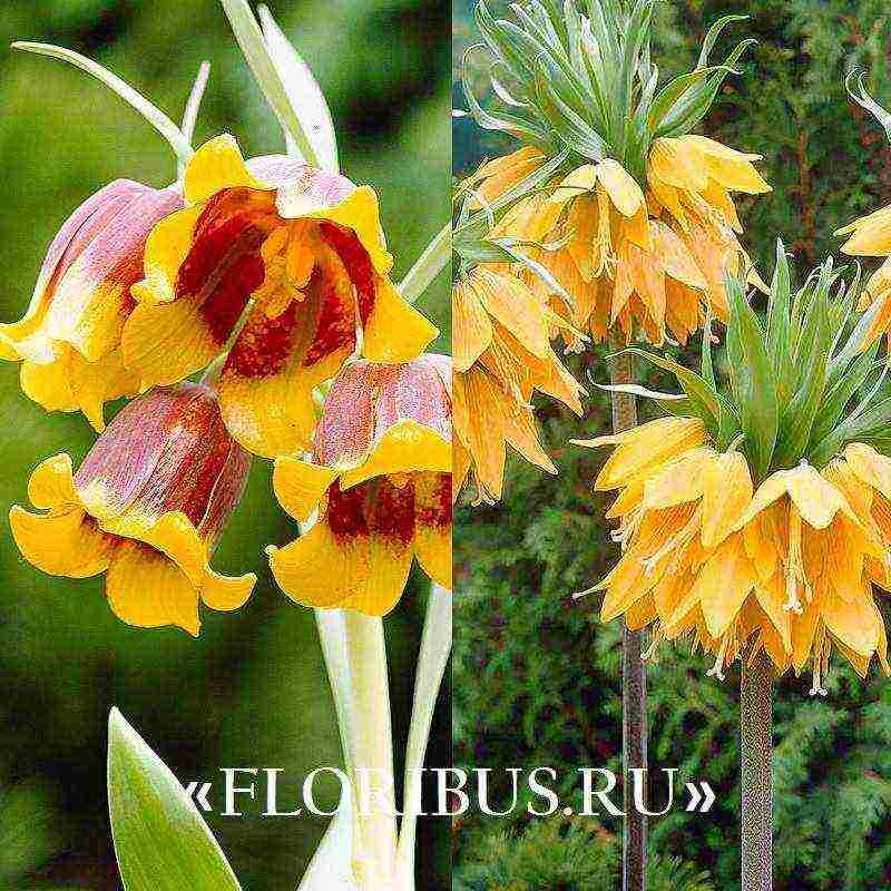 fritillaria aurora ปลูกและดูแลในทุ่งโล่ง