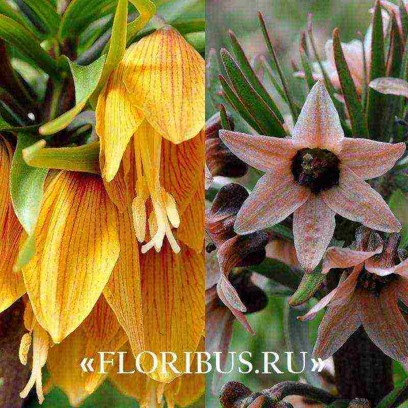 fritillaria aurora ปลูกและดูแลในทุ่งโล่ง