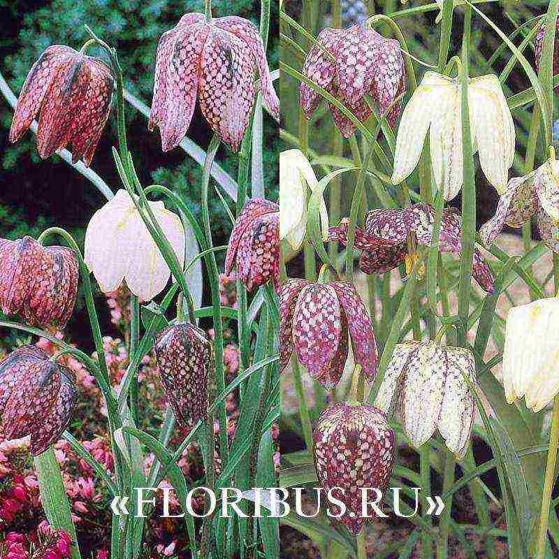 fritillaria aurora planting and care in the open field