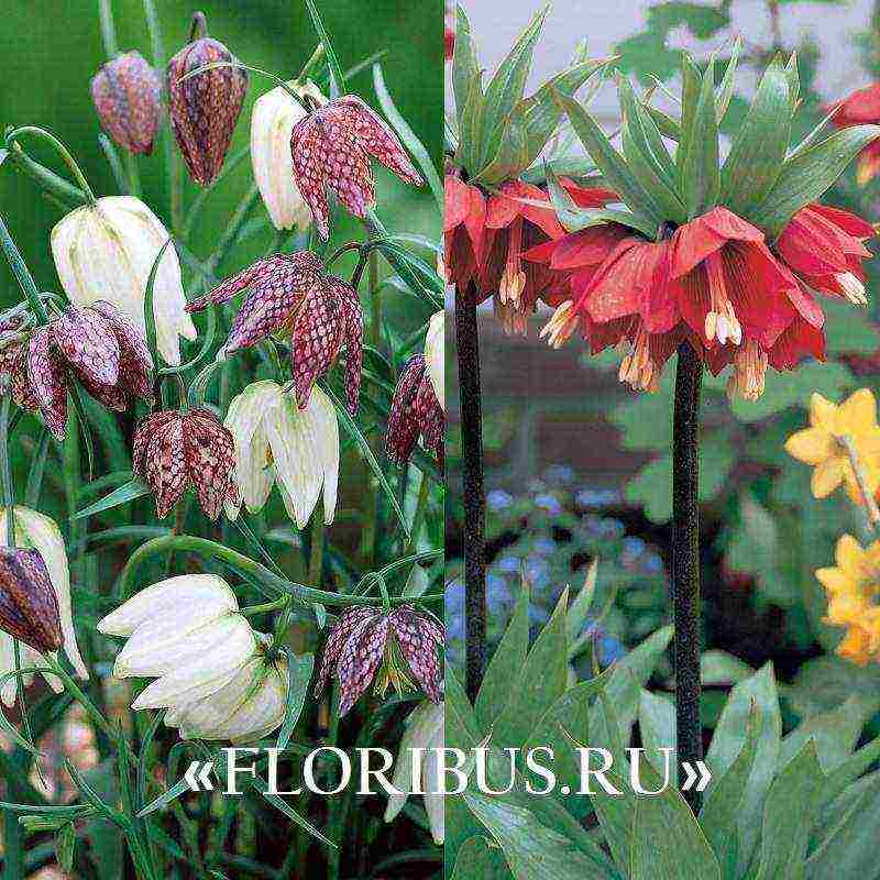 fritillaria aurora ปลูกและดูแลในทุ่งโล่ง