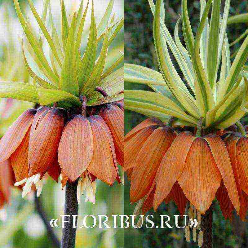 pagtatanim at pangangalaga ng fritillaria aurora sa bukas na bukid