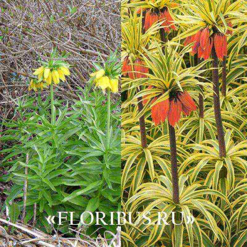 fritillaria aurora planting and care in the open field