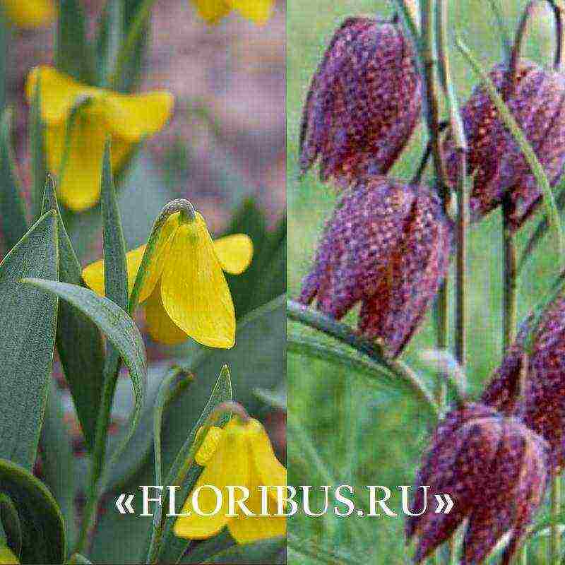 fritillaria aurora ปลูกและดูแลในทุ่งโล่ง