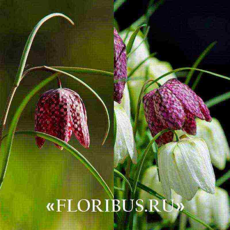 fritillaria aurora ปลูกและดูแลในทุ่งโล่ง