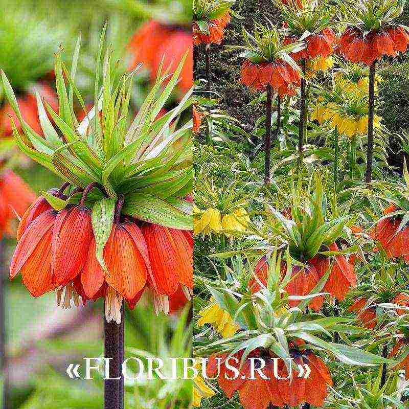 fritillaria aurora planting and care in the open field