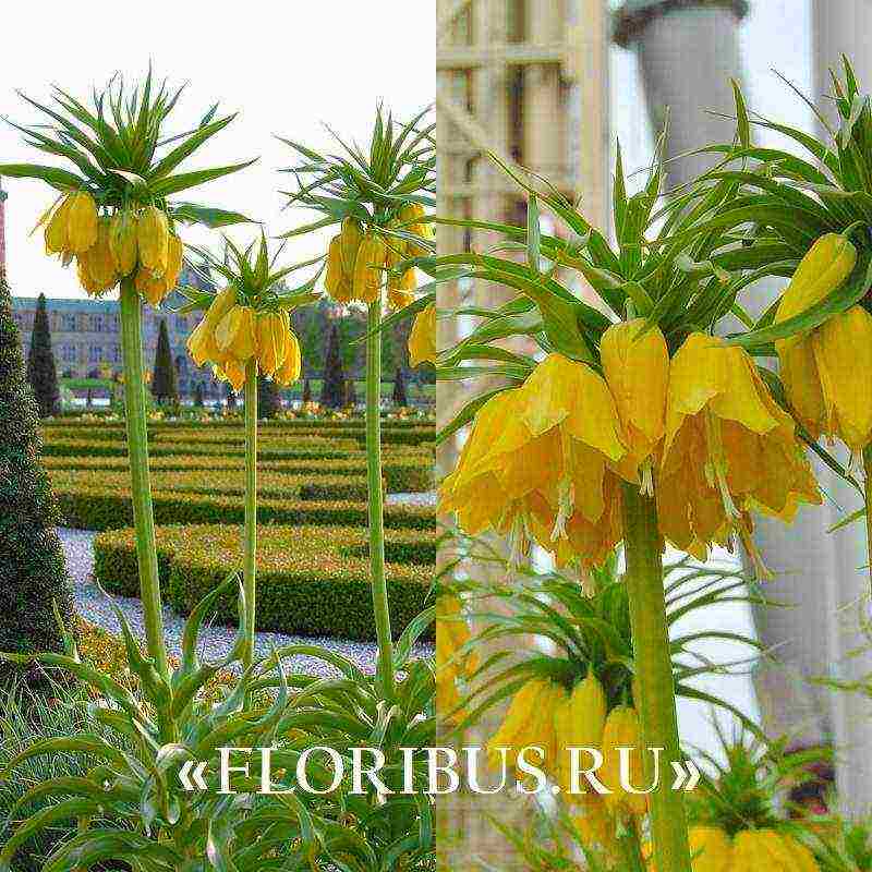 fritillaria aurora ปลูกและดูแลในทุ่งโล่ง