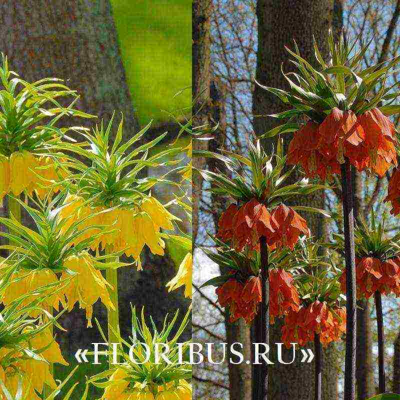 fritillaria aurora ปลูกและดูแลในทุ่งโล่ง