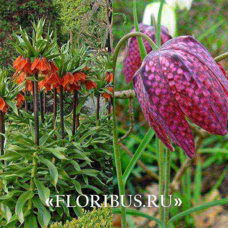 fritillaria aurora ปลูกและดูแลในทุ่งโล่ง