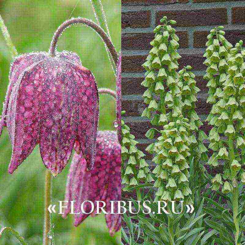 fritillaria aurora ปลูกและดูแลในทุ่งโล่ง