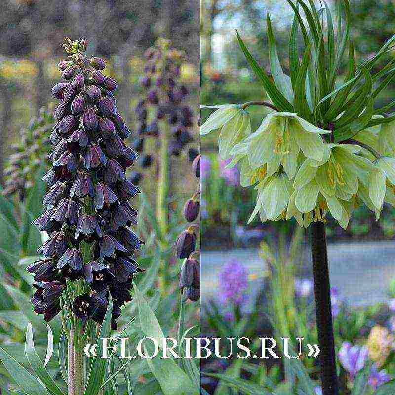 fritillaria aurora ปลูกและดูแลในทุ่งโล่ง