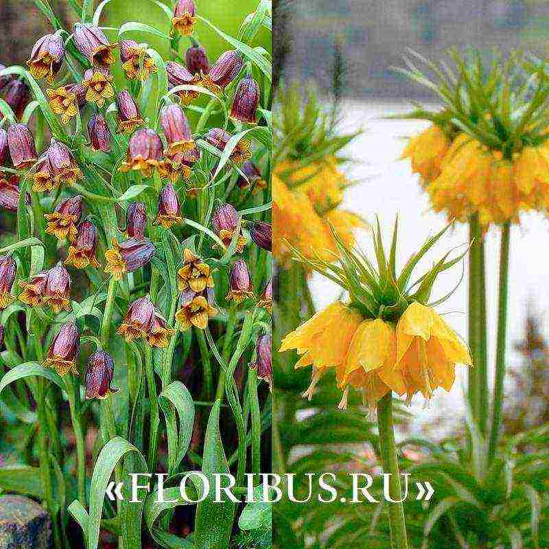 fritillaria aurora ปลูกและดูแลในทุ่งโล่ง