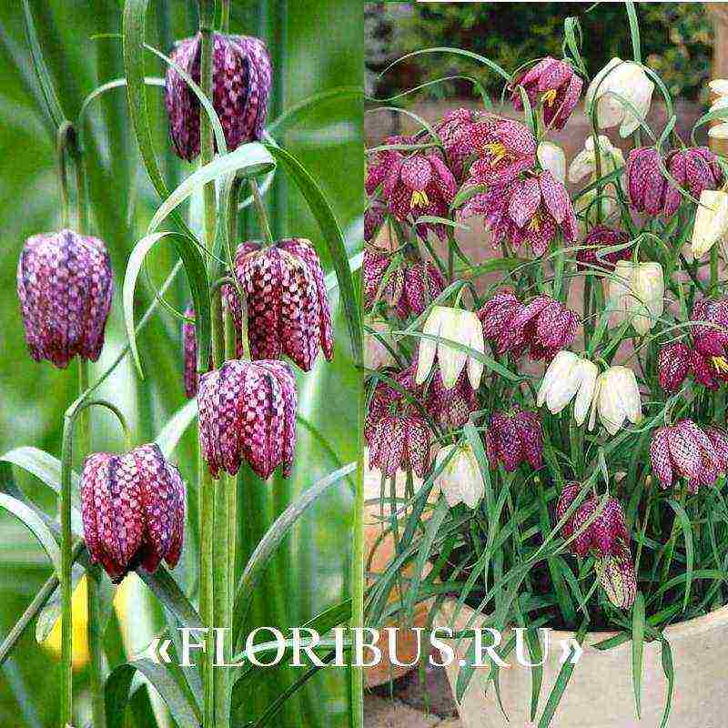 fritillaria aurora ปลูกและดูแลในทุ่งโล่ง