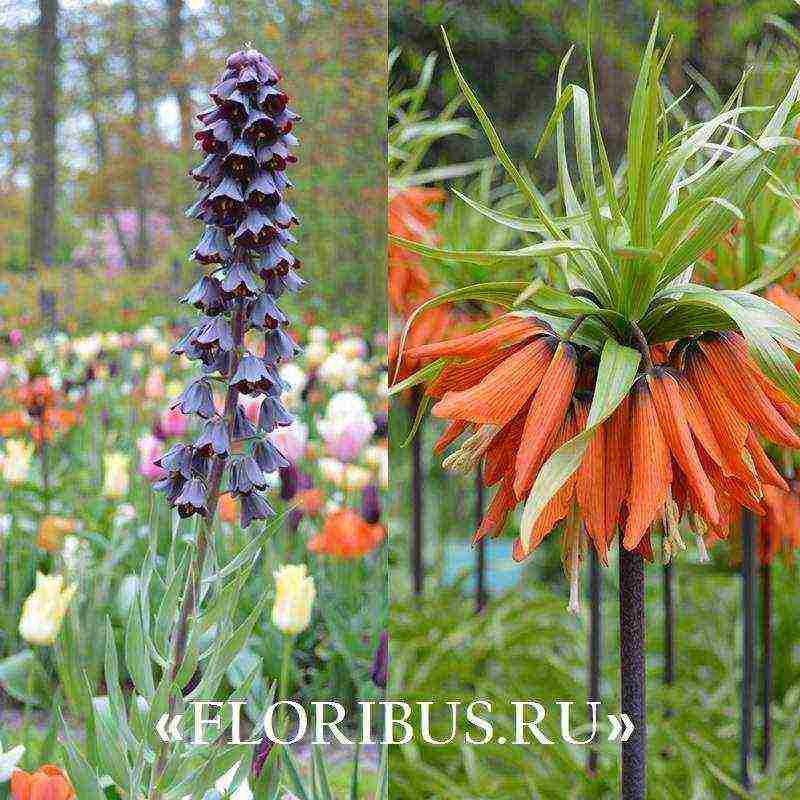 fritillaria aurora ปลูกและดูแลในทุ่งโล่ง