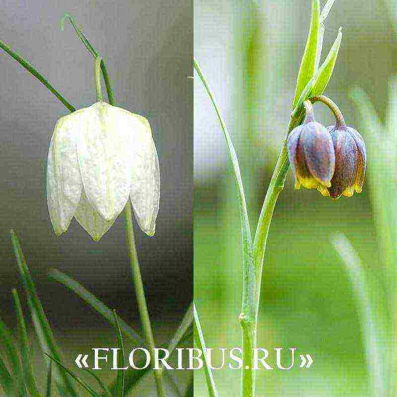 fritillaria aurora ปลูกและดูแลในทุ่งโล่ง