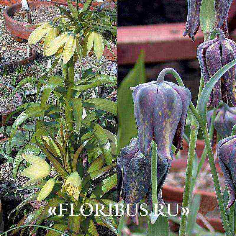 fritillaria aurora ปลูกและดูแลในทุ่งโล่ง