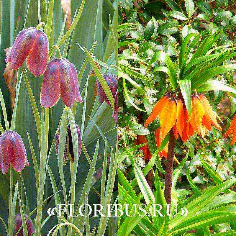 fritillaria aurora planting and care in the open field