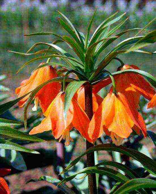 fritillaria aurora ปลูกและดูแลในทุ่งโล่ง