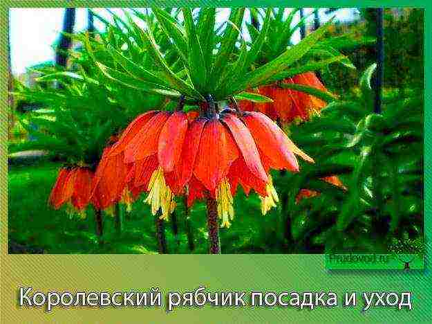 fritillaria aurora ปลูกและดูแลในทุ่งโล่ง