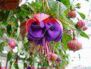 fuchsia best varieties