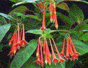 fuchsia best varieties